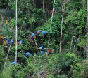 Papageien im Dschungel
